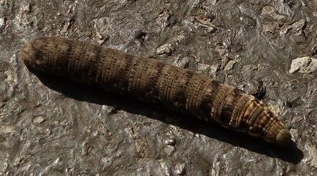 Réf. 240 250 : Deilephila porcellus